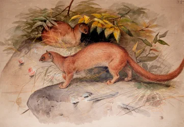 Eyra (Felis eyra), 1851